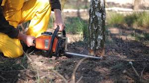 Trusted White City, OR Tree Care Experts