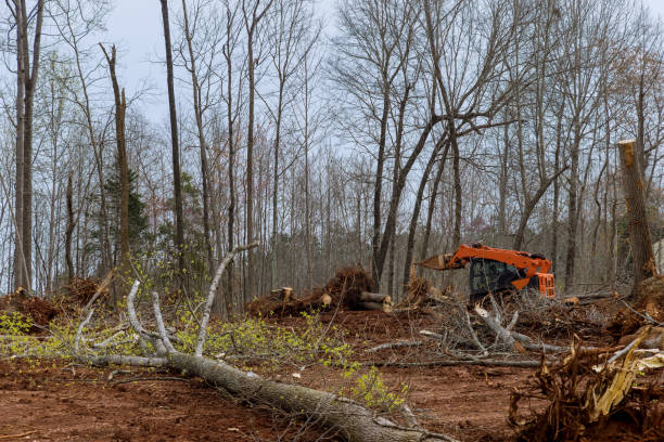 How Our Tree Care Process Works  in  White City, OR