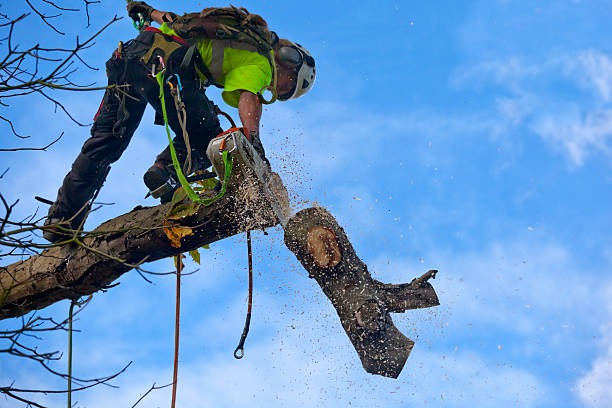 Best Leaf Removal  in White City, OR